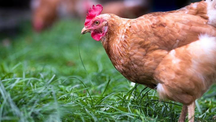 hobby farm