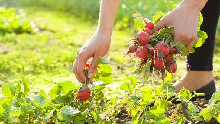 start a vegetable garden