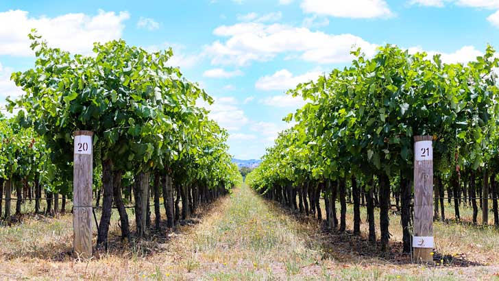 mudgee vineyards sharyn mccowen