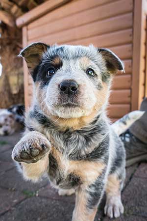 sharyn mccowen blue cattle dog