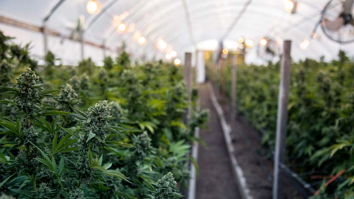 Being a worldwide phenomenon, you don't have to limit yourself to Australian listed cannabis companies.