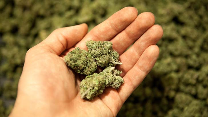 From budding ventures to high performers: the growth of cannabis stocks