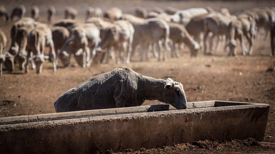 A-sheep-drinks-from-a-water-trough-after-eating-feed-that-Australian-farmer-Richard-Gillham-dropped-in-a-drought-affected-paddock-on-his-property-Barbers-Lagoon.jpg