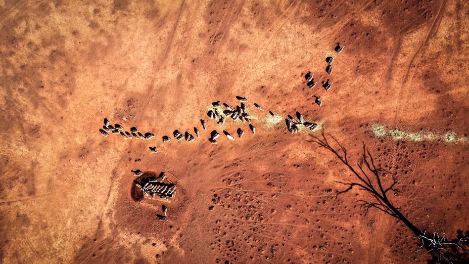 Sheep-eat-feed-that-Australian-farmer-Richard-Gillham-dropped-in-a-drought-affected-paddock-on-his-property-Barbers-Lagoon.jpg