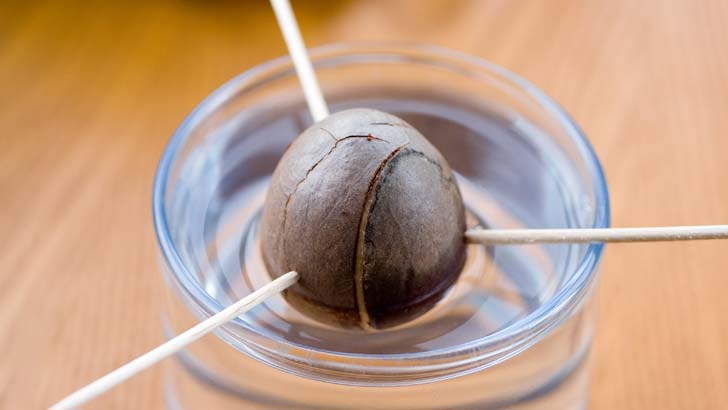 Many seeds from shop-bought fruit, such as avocados, will sprout (if you