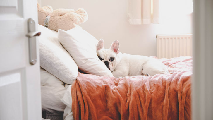 providing for pets in your will