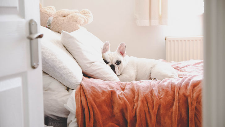 providing for pets in your will