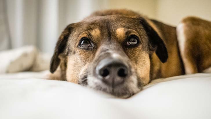 coronavirus apartment strata life dog