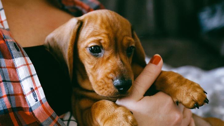 pet insurance surgery
