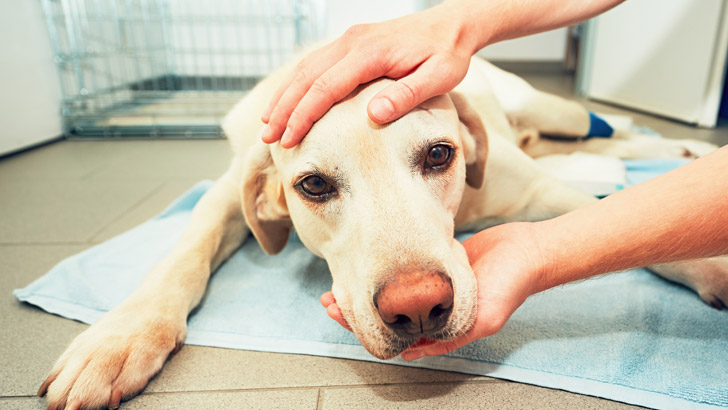 how much does vet care cost for your pet in australia