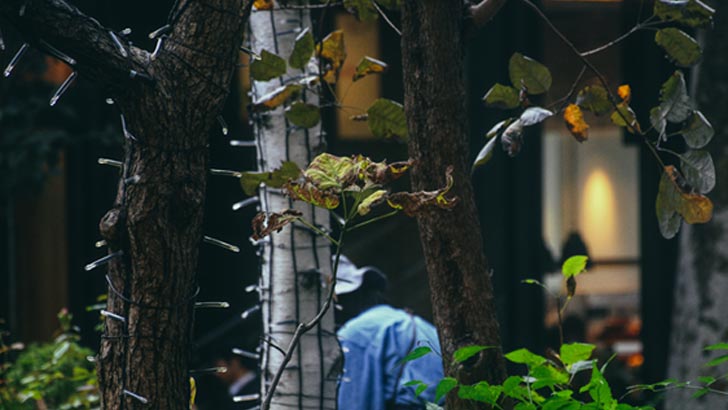 sustainable home features shady trees